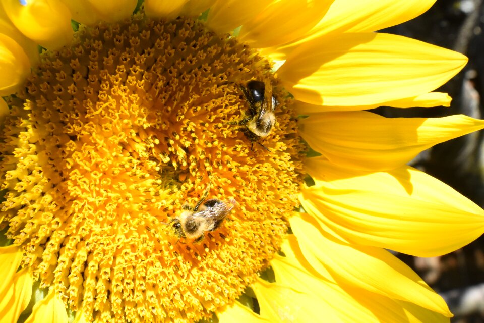 Bumblebees yellow nature