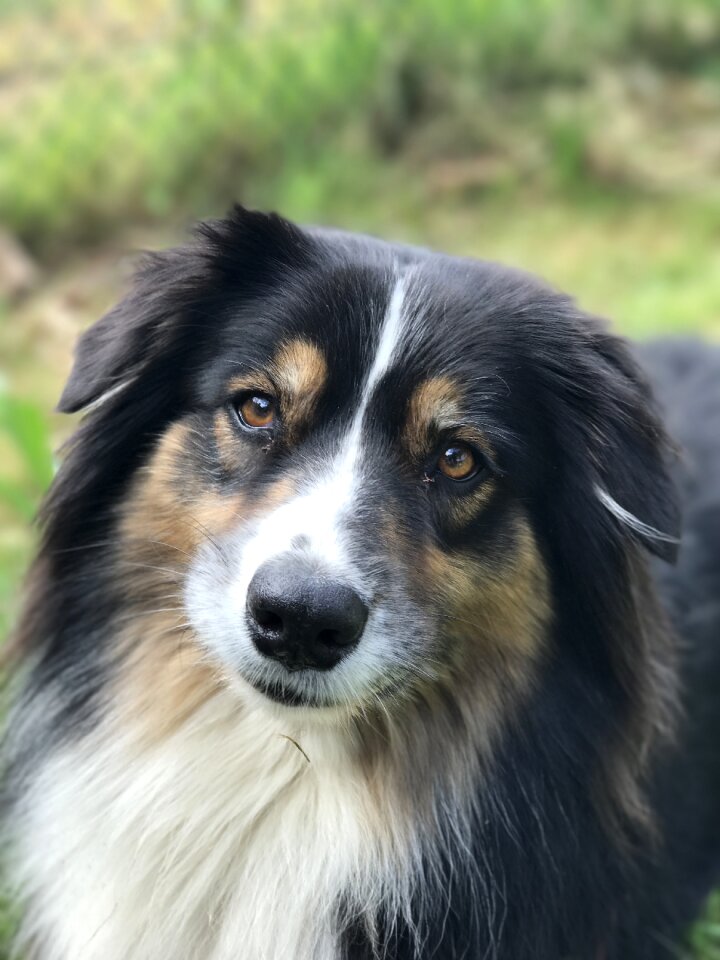 Portrait beauty dog