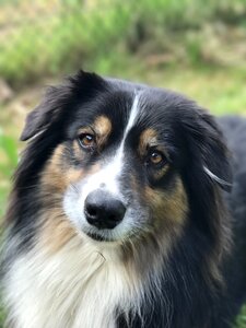 Portrait beauty dog