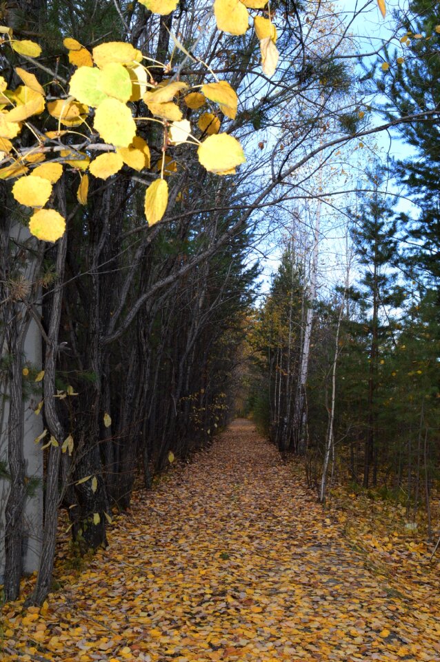 Leaves yellow leaves alley