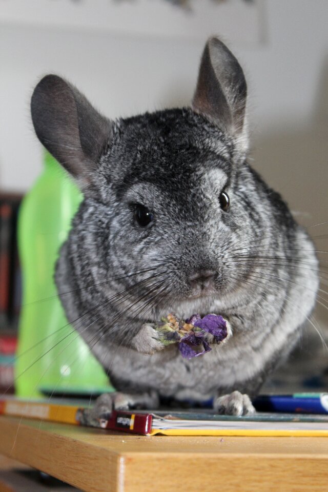 Chinchilla grey standing