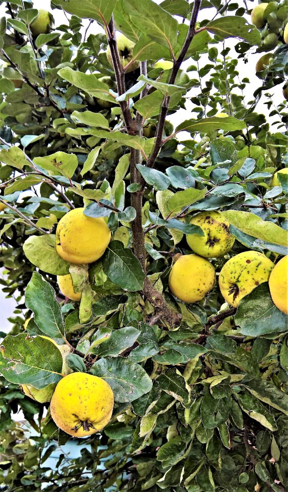Fruits pome fruit large