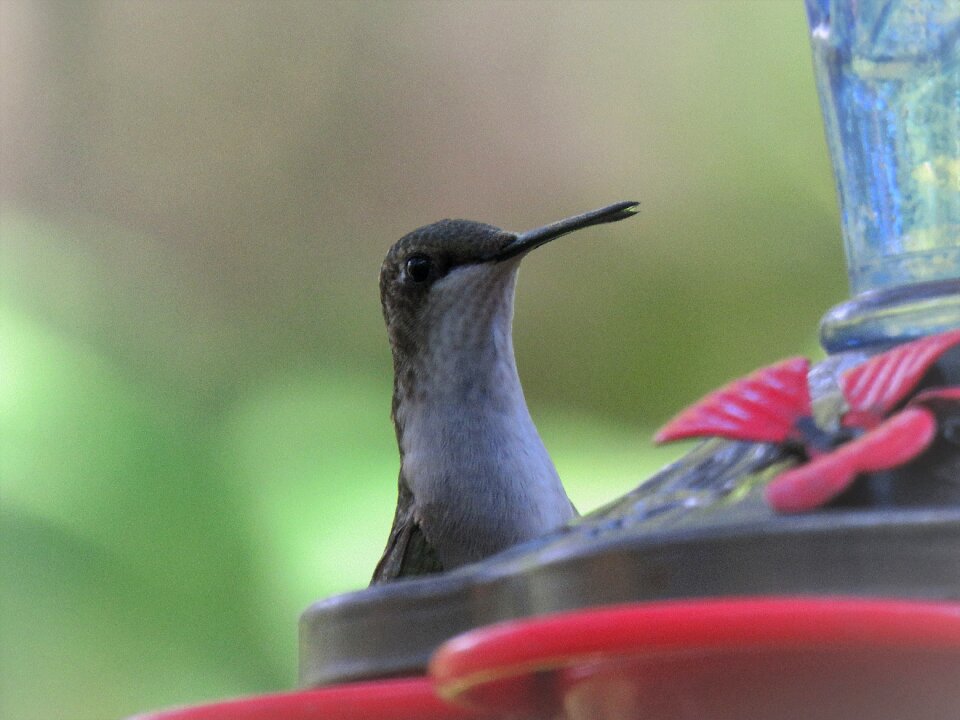 Close up wildlife