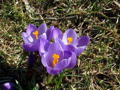 Spring nature flowers