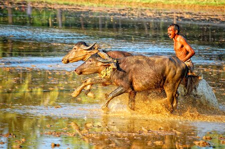 India sports bullock cart race photo