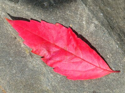 Autumn slate leaf photo