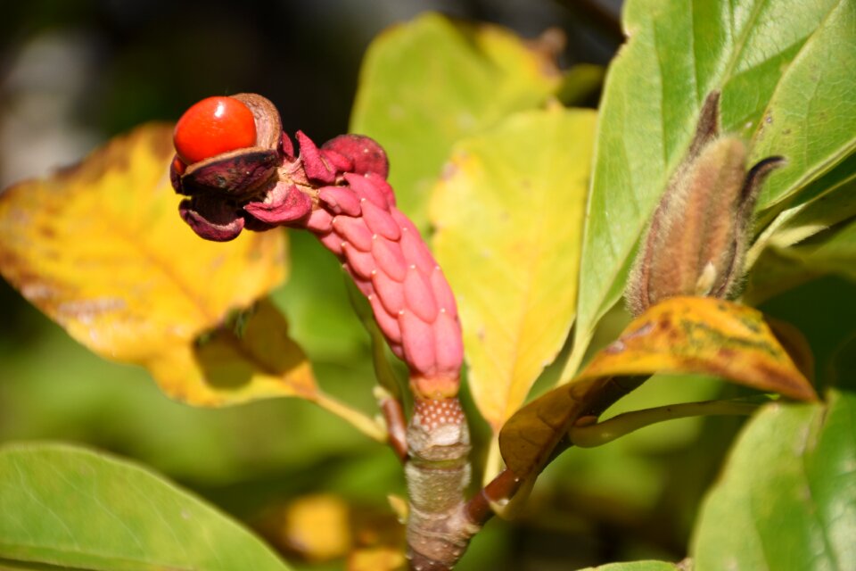 Magnolia infructescence bud
