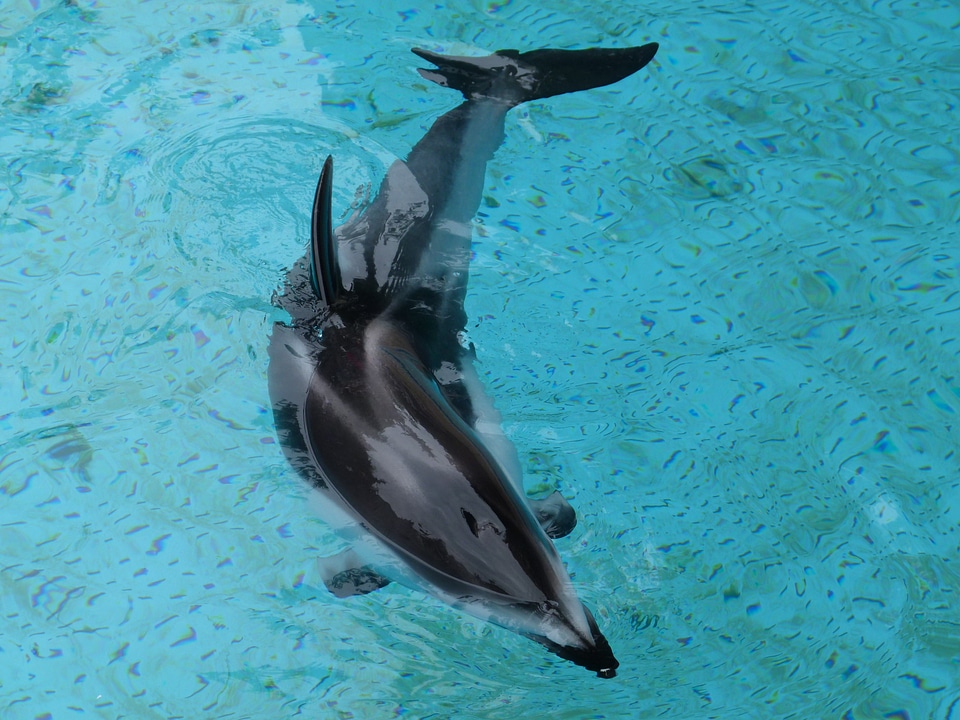 Mammal aquarium sea life