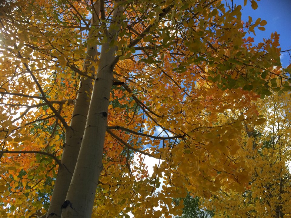 Trees colorado