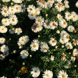 Small flowers garden the delicacy photo