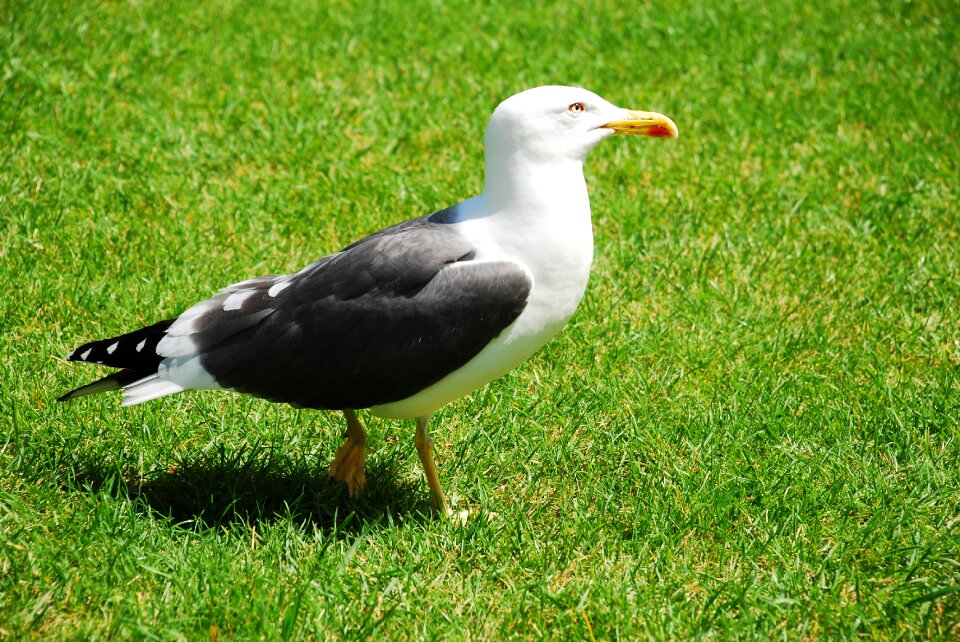 Seagull bird seevogel