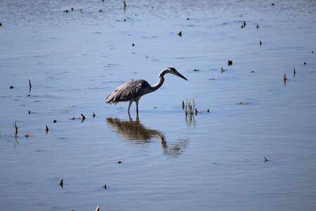 Heron ornithology pond photo