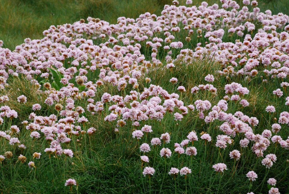 Coastal costa pink petals