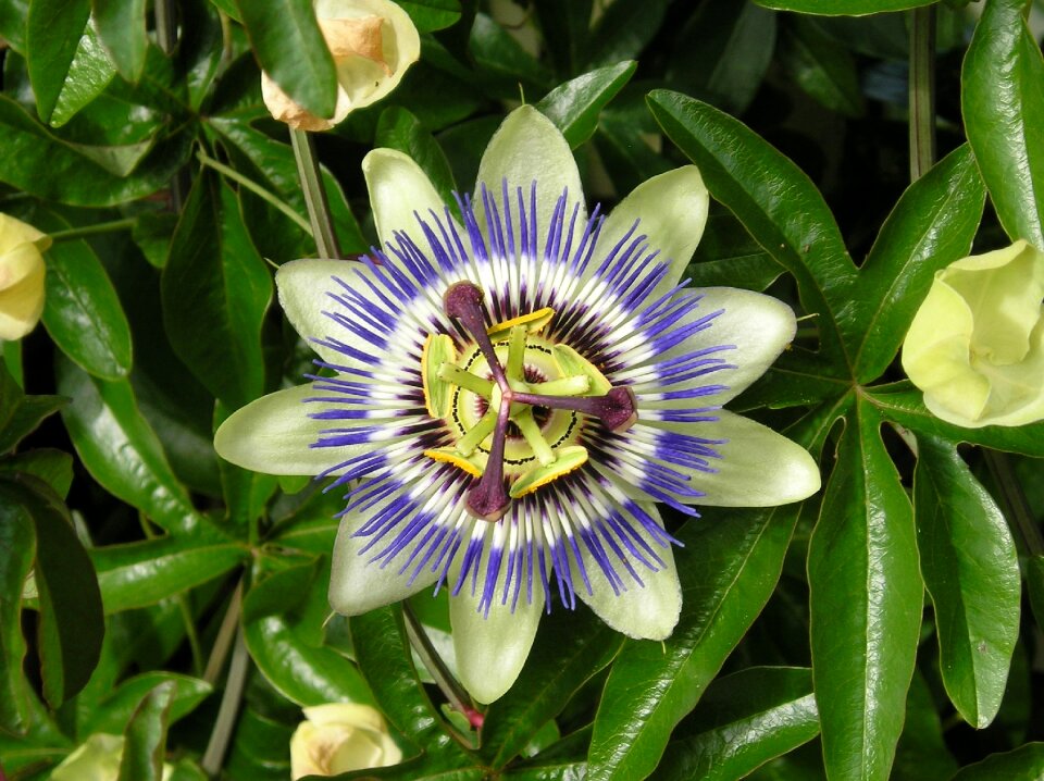 Bloom nature flowers