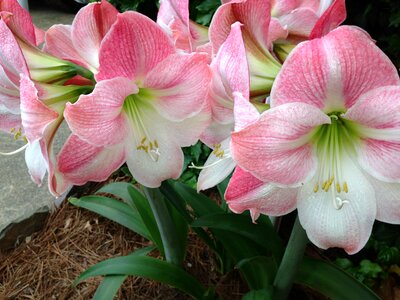 Summer pink stargazers