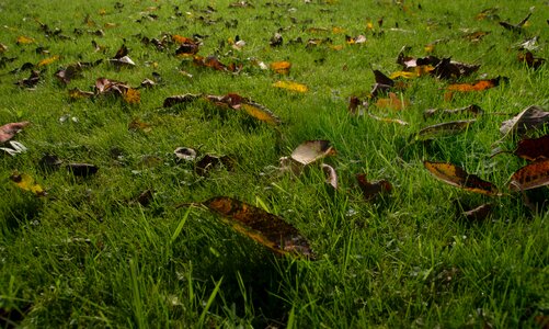 Fall foliage grass rush photo