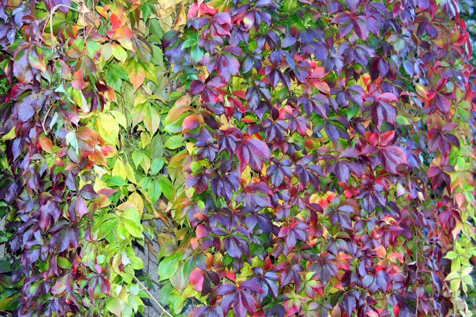 The background plant colorful leaves