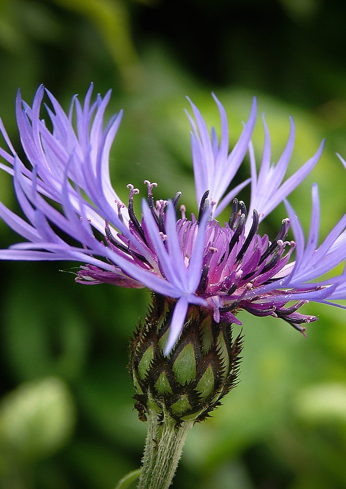 Summer blossom bloom photo