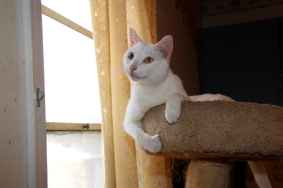 White cat odd eyed blue eye