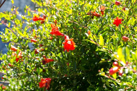 Green red summer photo