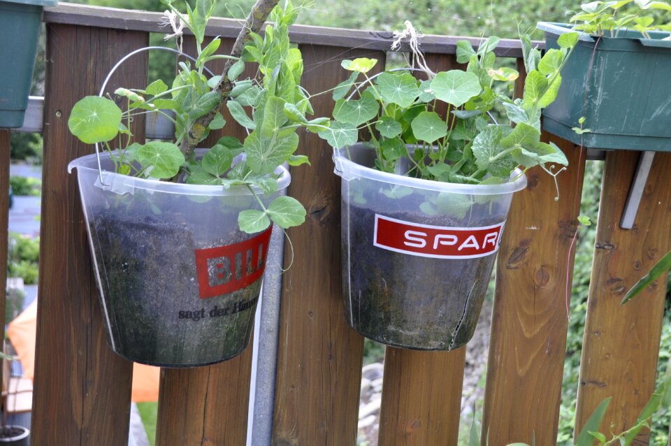 Planting pot plant cress