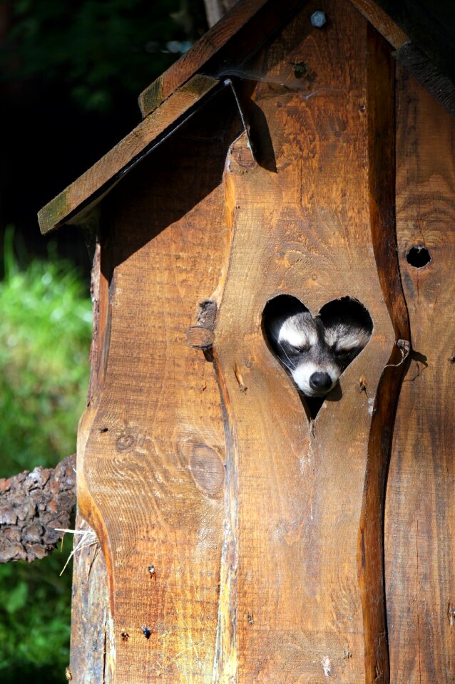 Sleeps marten valentine's day