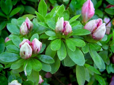 Shrub spring garden