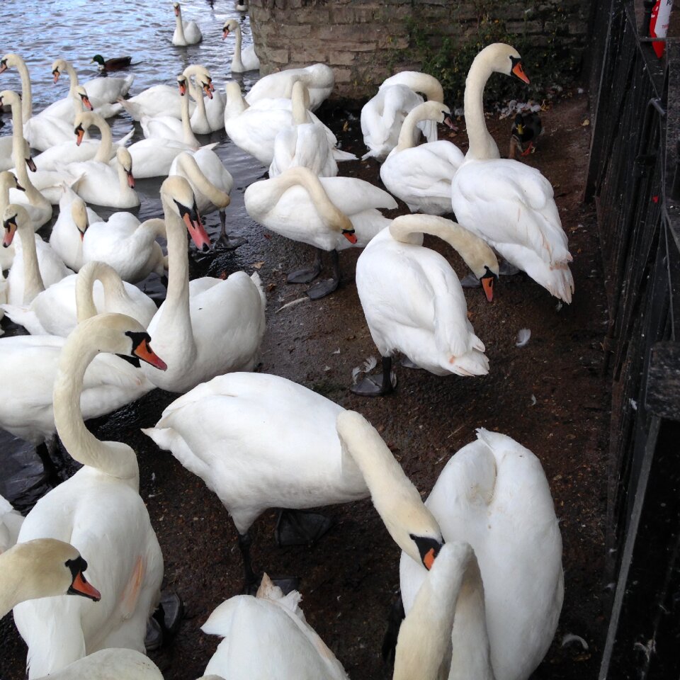 Water river thames bird