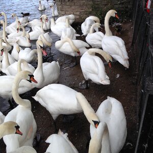 Water river thames bird