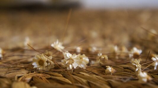 Flower carpet rustic