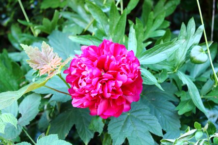 Red rose nature flower photo