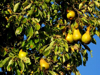 Ripe harvest autumn