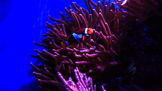Sea water aquarium underwater world