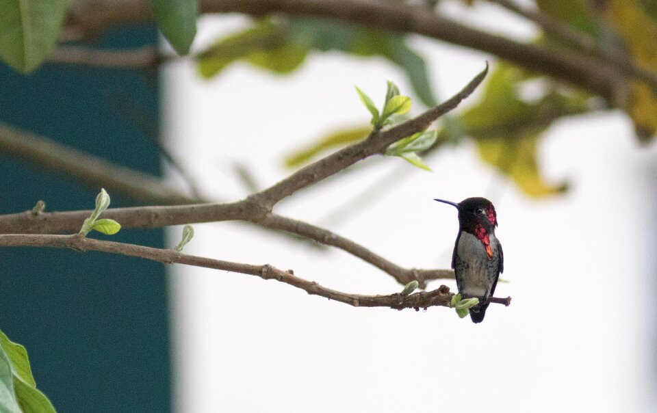 Endemic cienaga de zapata hummingbird
