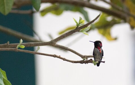 Endemic cienaga de zapata hummingbird photo