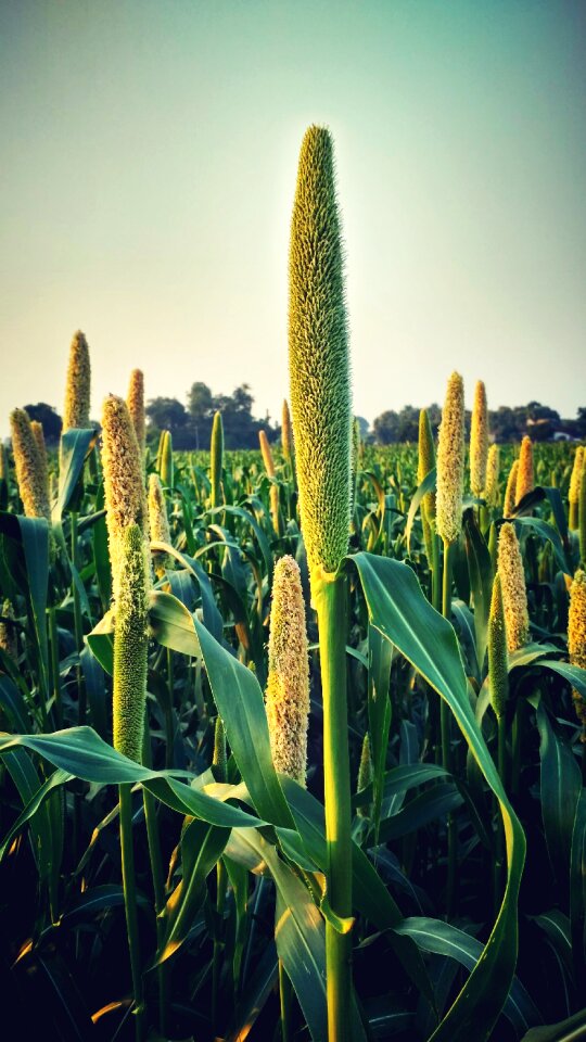 Pear millet millet
