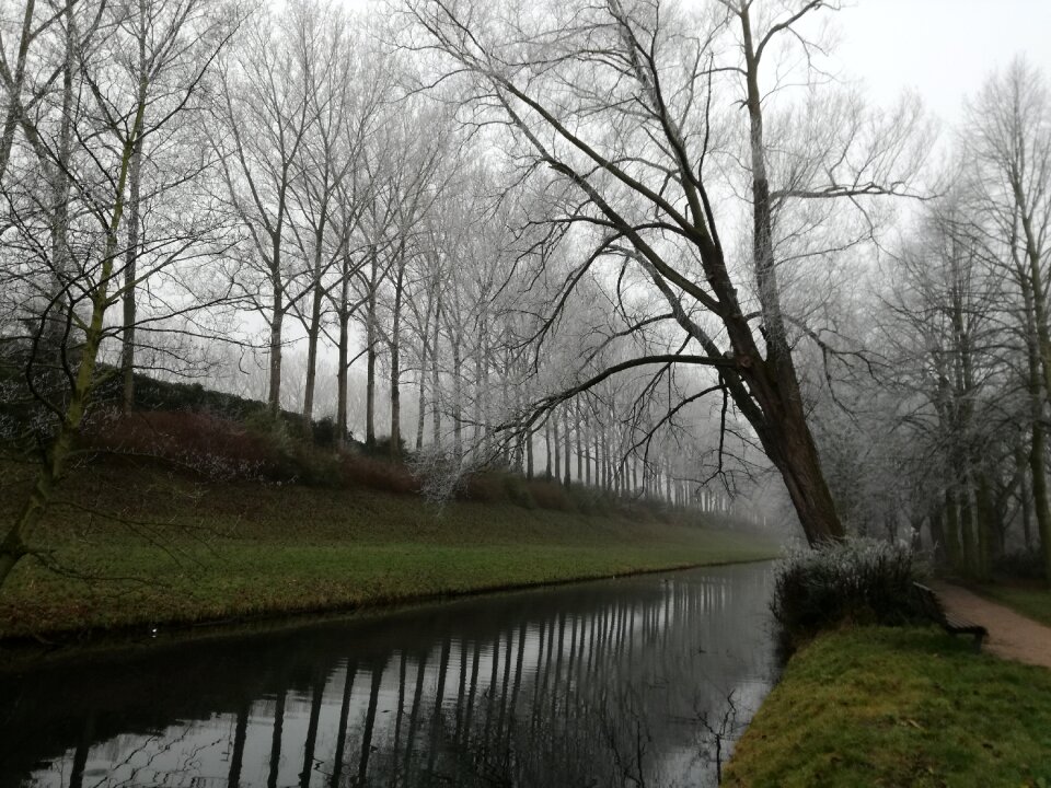 Overhanging branch nature forest
