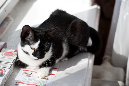 Tomcat kicka cica