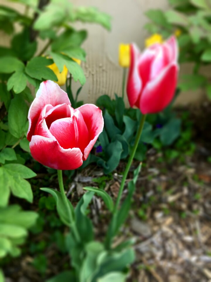 Spring bloom blooming