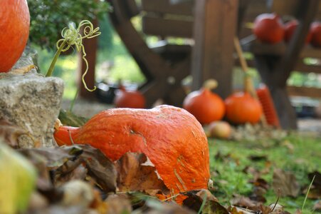 Orange halloween a vegetable photo