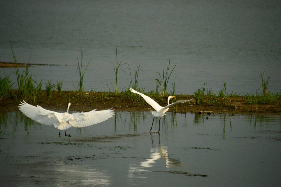 Stork two solutions animal