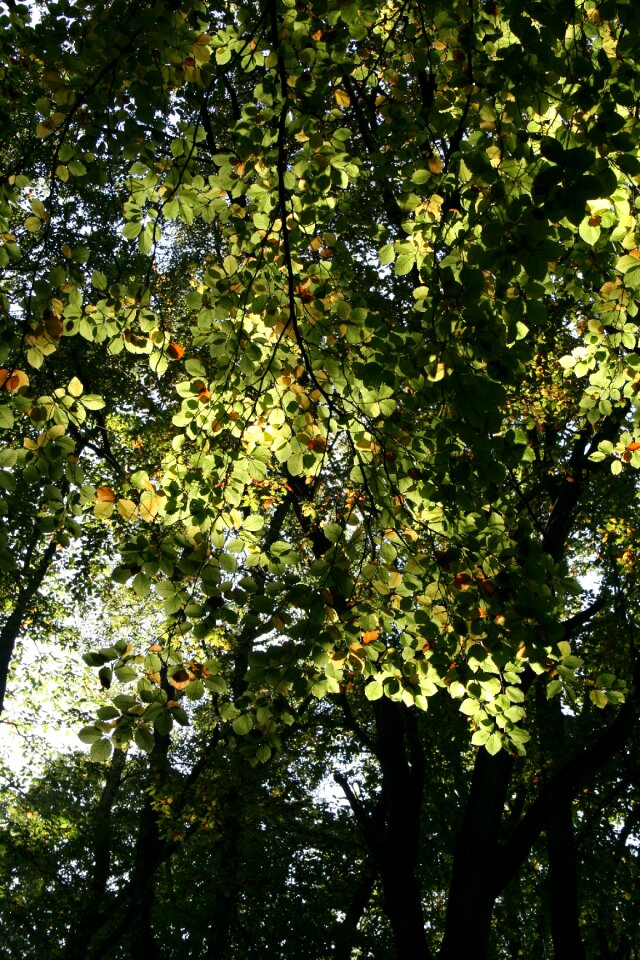 Nature green tree