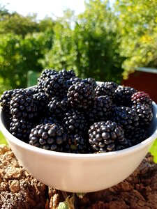 Blackberry autumn summer