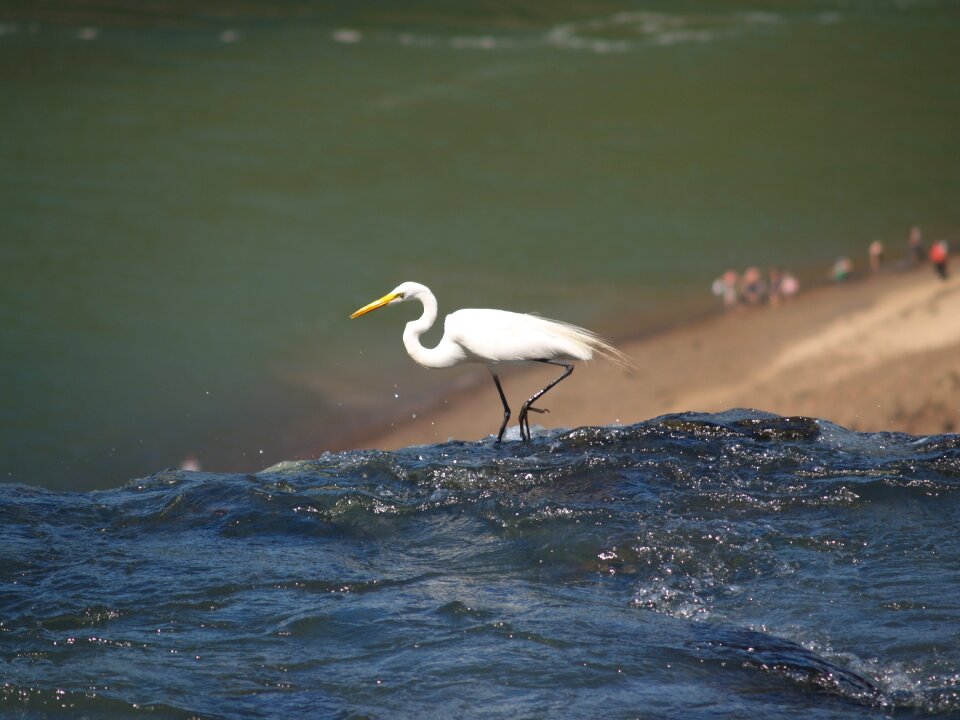 Birds nature bird
