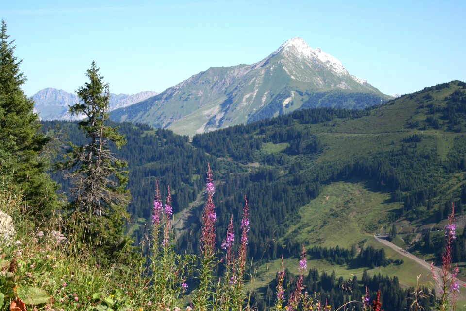 Mountain alps summer