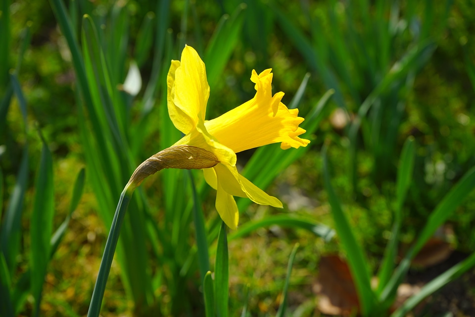 Blossom bloom yellow photo