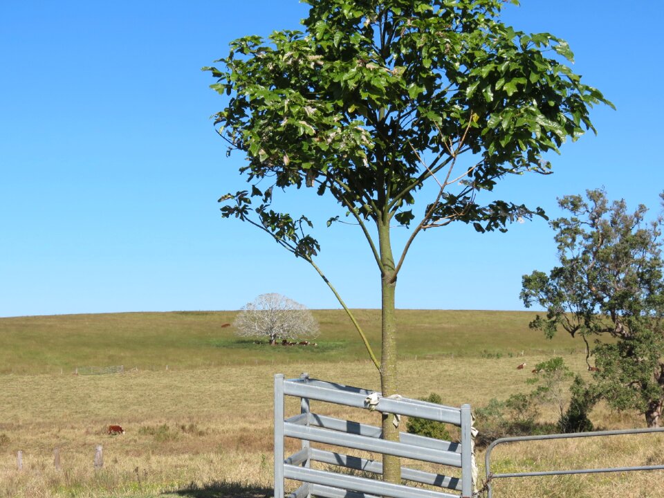 Nature trees country property