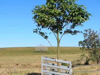 Nature trees country property