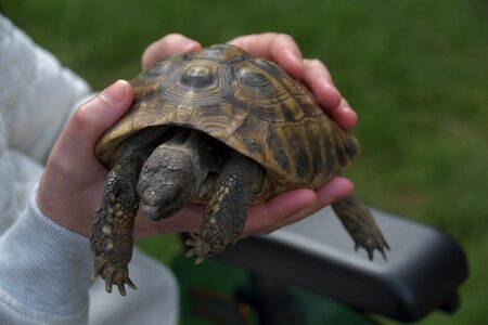 Reptile nature panzer photo