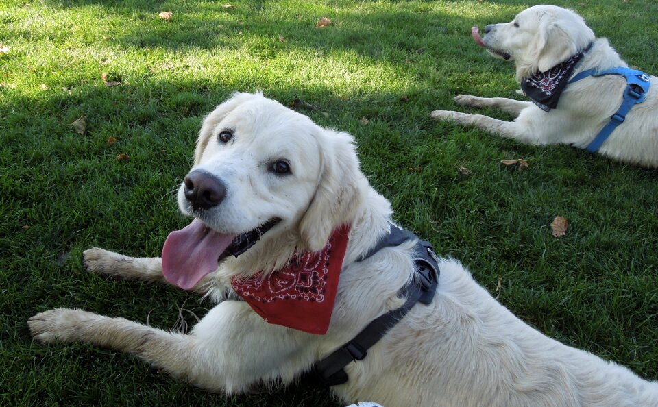 Dogs golden retrievers